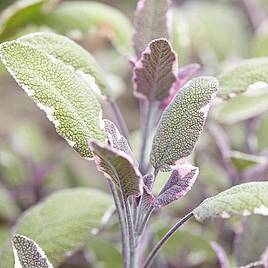 Sage Tricolour